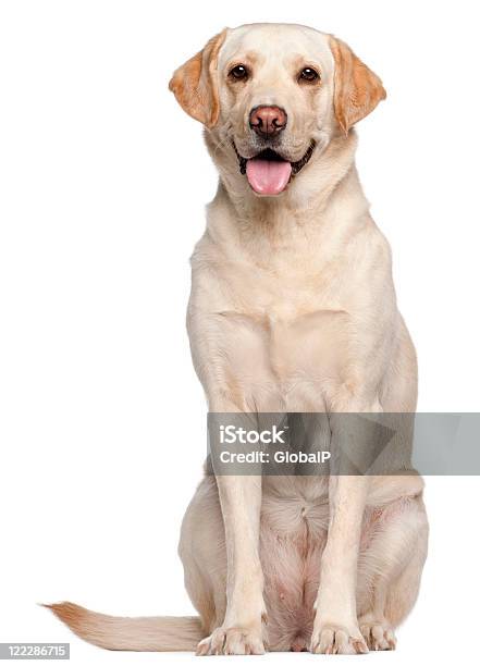 Photo libre de droit de Blanc Labrador Retriever Sur Fond Blanc banque d'images et plus d'images libres de droit de Retriever du Labrador - Retriever du Labrador, Chien, Fond blanc