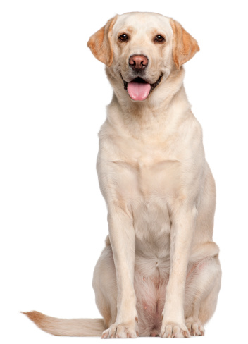 Labrador Retriever, four years old, sitting in front of white background.
