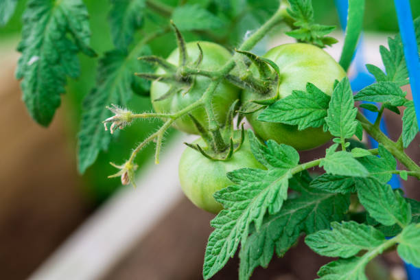 istock Young Green Tomato with flower bud 1222868329