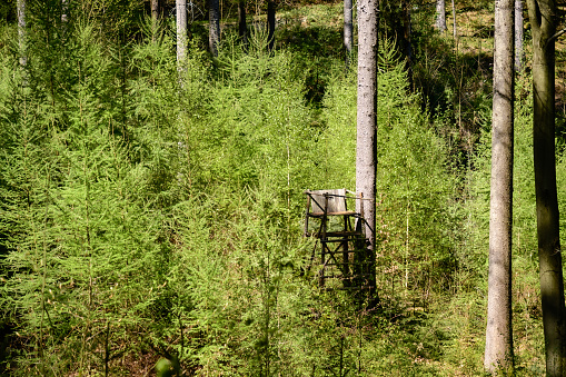 Landscape of a raised hunting blind in the forest. The hunting blind stands between young trees.