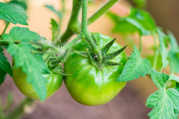 istock Young Green Tomato with flower bud 1222869078