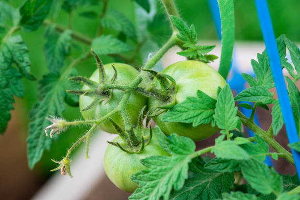 istock Young Green Tomato with flower bud 1222869187