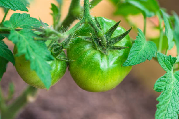 istock Young Green Tomato with flower bud 1222869266