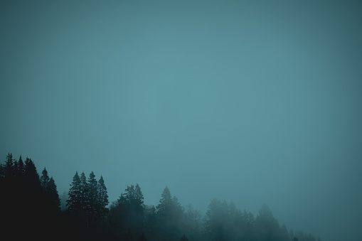 Misty forest of the North: tree on the mountain with fog