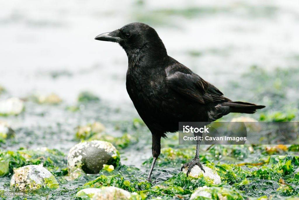 Side View Of A Crow Walking In Seaweed On The Puget Sound Stock Photo -  Download Image Now - iStock