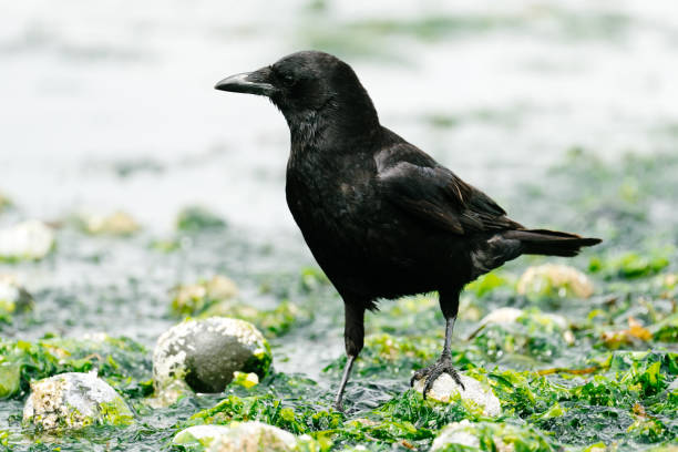 Side view of a crow walking in seaweed on the Puget Sound Side view of a crow walking in seaweed on the Puget Sound in United States, Washington, Seattle fish crow stock pictures, royalty-free photos & images