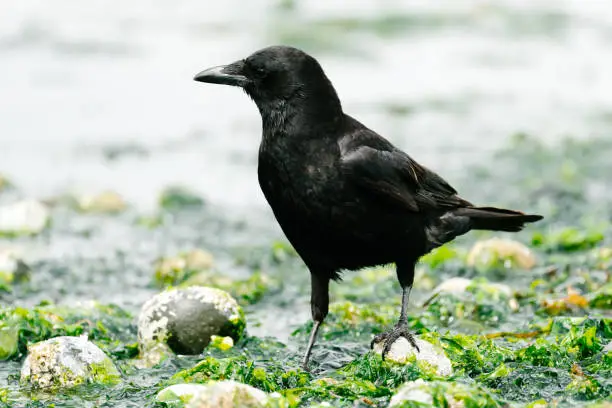 Side view of a crow walking in seaweed on the Puget Sound in United States, Washington, Seattle