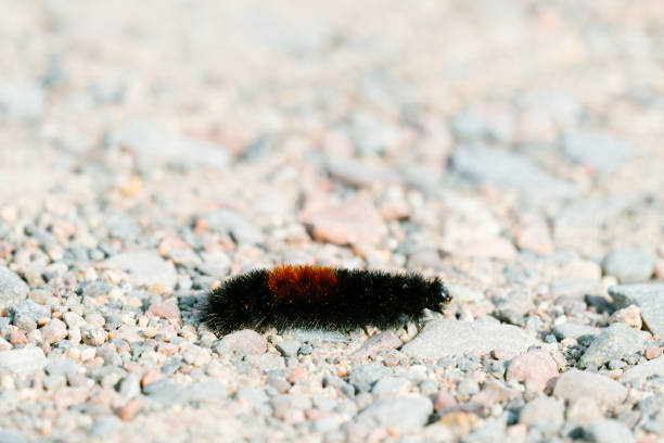 istock Closeup of a wooly bear caterpillar on small rocks 1222870470