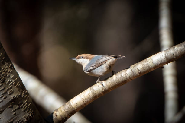 eclosão de porca de cabeça marrom em um galho - fuzzy headed - fotografias e filmes do acervo