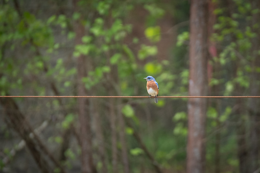 Bluebird on a wire in the woods in Milton, GA, United States