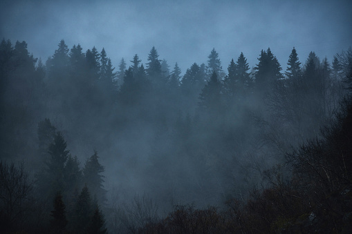 Summer day and pine forest in tick fog