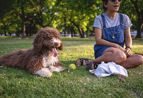 Brown dog sitting near its owner during a weekend public park picnic