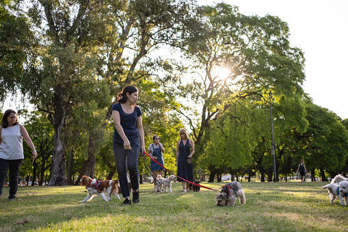 Group of mid-adult women walking their dogs at a public park