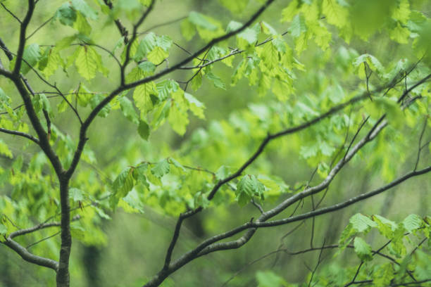 istock green leaves background in the sunlight 1222872868