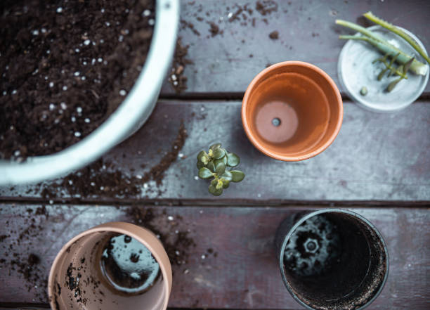 istock Home gardening in the city 1222873493