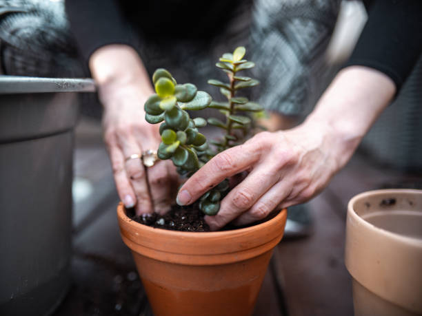 istock Home gardening in the city 1222873494