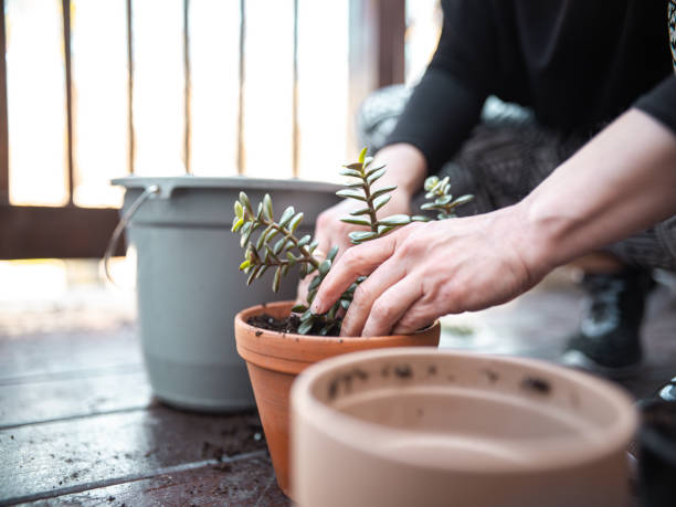 istock Home gardening in the city 1222873562