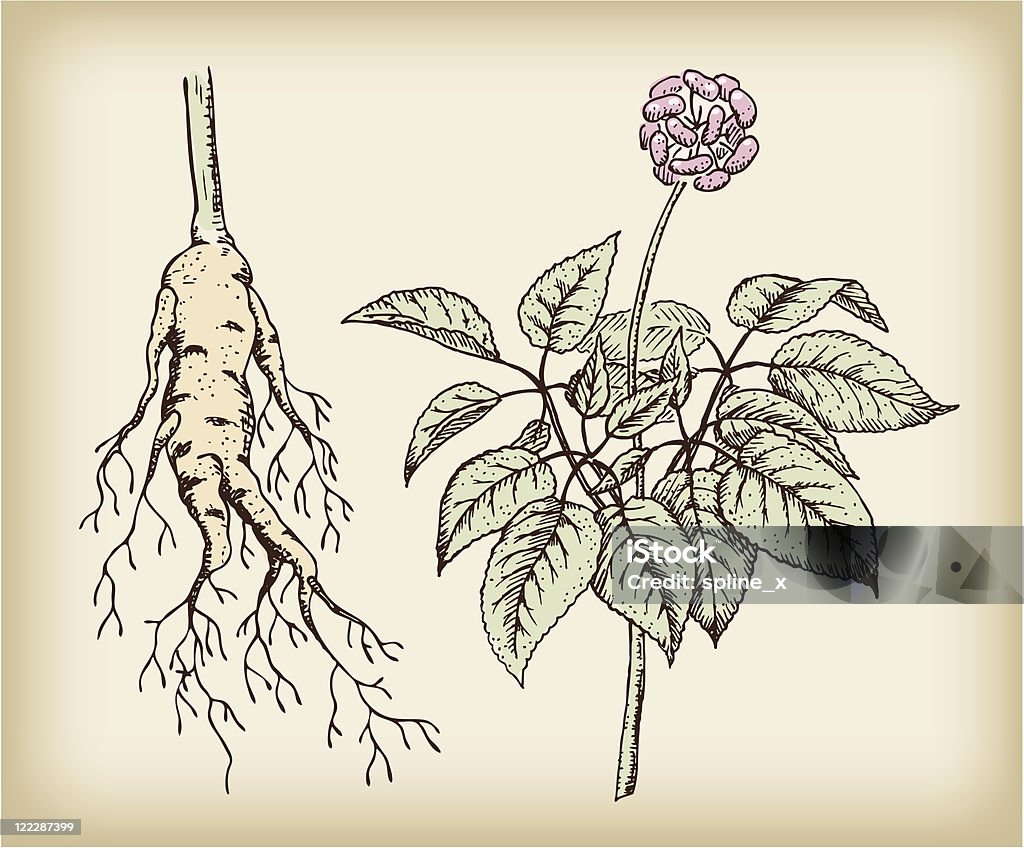 Ginseng (Panax), medizinische plant. - Lizenzfrei Blatt - Pflanzenbestandteile Vektorgrafik
