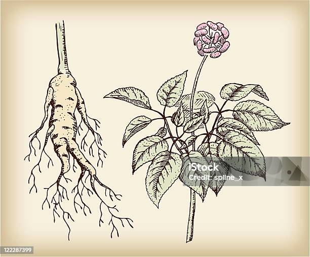 Женьшень Лекарственное Растение — стоковая векторная графика и другие изображения на тему Без людей - Без людей, Векторная графика, Женьшень
