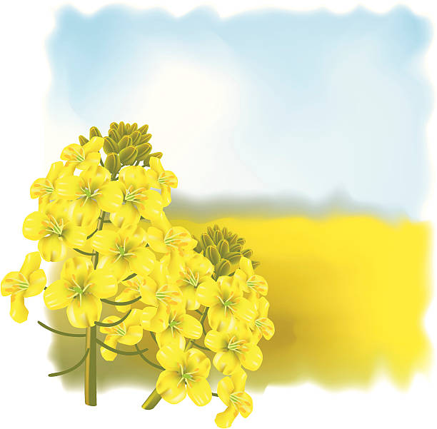 rzepaku kwiat na tle pola. - canola flower stock illustrations