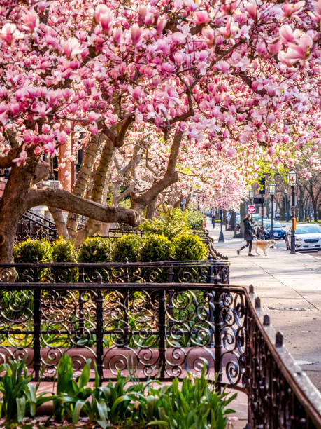 BOSTON, MA, USA - MAY 1, 2020: The architecture of Boston in Massachusetts, USA in the Spring season with lots of gardens and flowers.