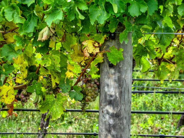 istock White wine grapes on the vine 1222877188
