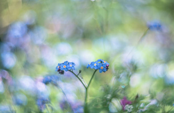 istock Forget-me-not vintage lens rendering 1222877252