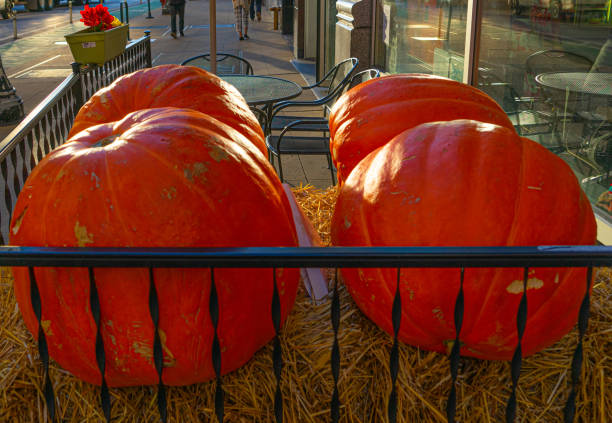istock pumpkins in the foreground with beautiful colors 1222877334