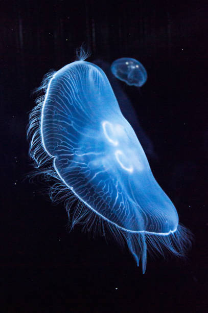 qualle - jellyfish translucent sea glowing stock-fotos und bilder