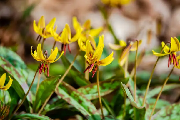 Trout lily flower in the city park