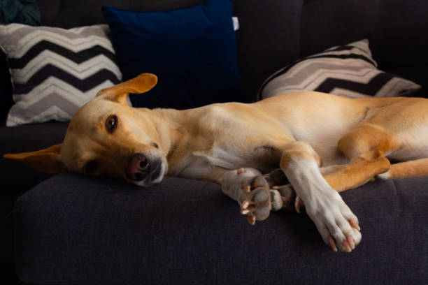 istock adorable young yellow labrador retriever resting on a gray sofa 1222879086