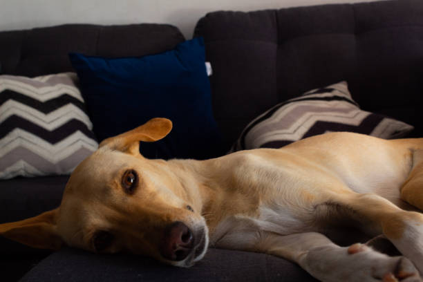 istock adorable young yellow labrador retriever resting on a gray sofa 1222879092