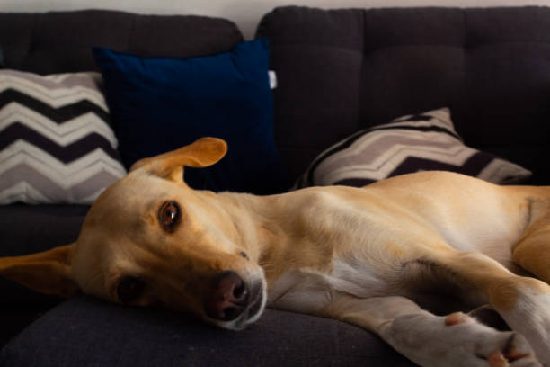 istock adorable young yellow labrador retriever resting on a gray sofa 1222879100