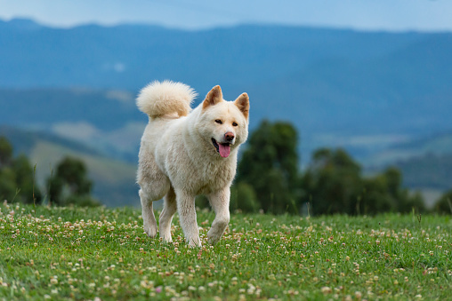 A red fluffy puppy of the Akita Inu breed lies on the ground. Lovely dog