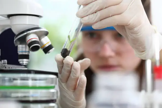 Close-up of scientist looking at tube with interest and concentration. Growth sprig taking flask for sample analysis. Shoot beginning new life. Botany and ecology concept