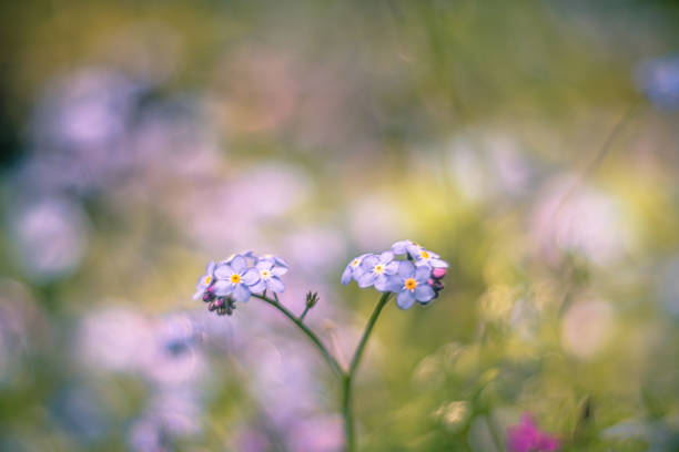istock Forget-me-not vintage lens rendering 1222879883