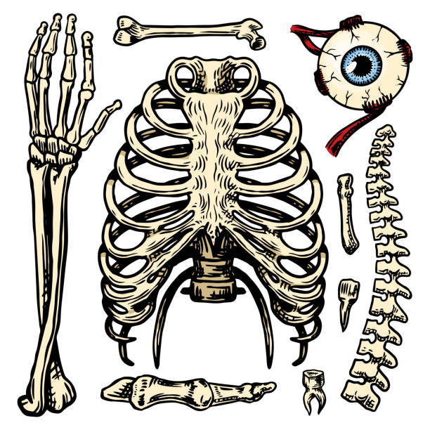 клетка ребра, рукоятка и глаз и позвоночник, анатомия людских косточек установлено. тело и торакса и таза, конечностей и бедренной кости. на� - human spine human bone human vertebra rib cage stock illustrations