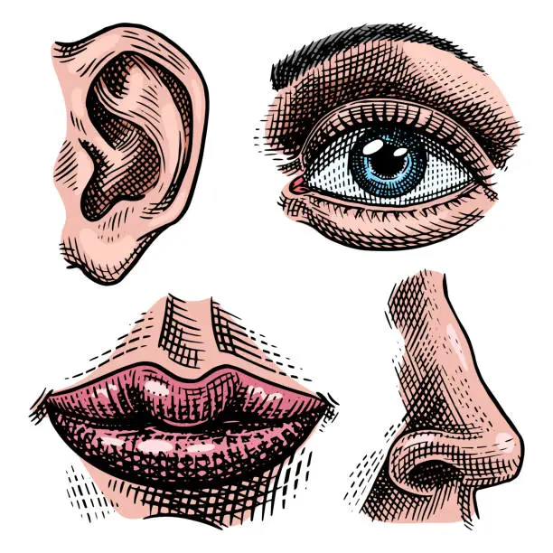 Vector illustration of Organs anatomy illustration. Face detailed kiss or lips and ear, eye or view, look with nose. Human biology in vintage style. Engraved hand drawn in old sketch