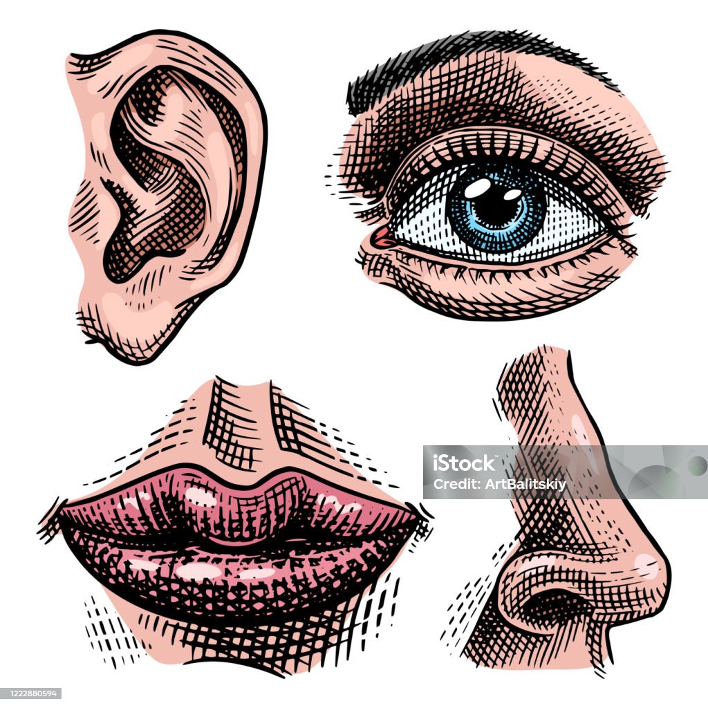 Giải phẫu khuôn mặt và môi: Hãy tìm hiểu về cách giải phẫu khuôn mặt và môi để hiểu rõ hơn về cơ bản của nét vẽ khuôn mặt và tạo ra những bức tranh hoàn hảo hơn. Hình ảnh liên quan đến chủ đề này sẽ giúp bạn thấy sự phức tạp và đẹp đẽ của khuôn mặt và môi.
