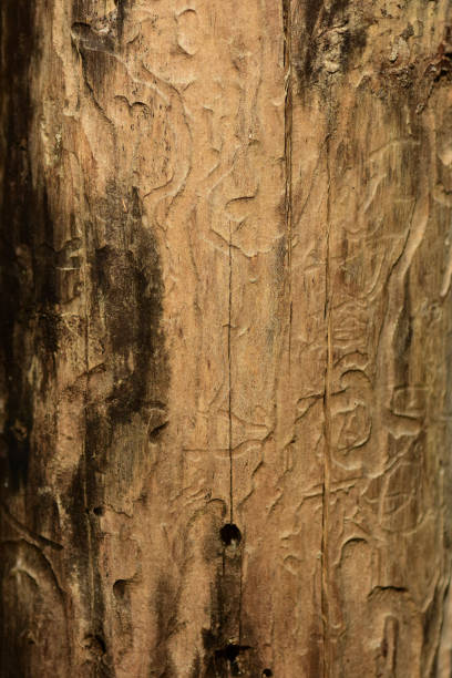 istock Insect holes and burrowed channels in trunk without bark 1222880595