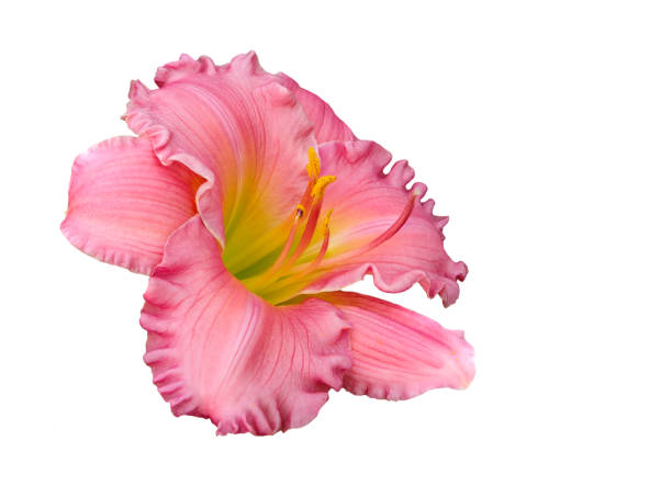 a close-up focus stacked image of a pink and yellow lily blossom isolated on white - gladiolus single flower flower tropical climate imagens e fotografias de stock