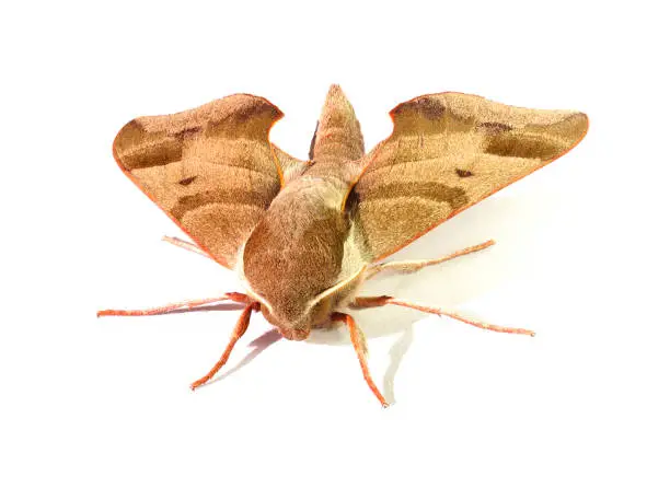 Head on View of a Close-up Focus Stacked Image of a Virginia-Creeper Sphinx Moth on White