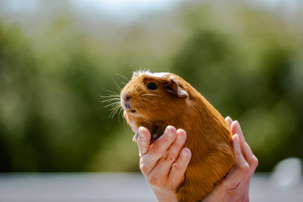 Young guinea pig stock photo