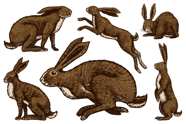 zestaw dzikich zające. króliki siedzą i skaczą. kolekcja króliczka lub coney. ręcznie rysowane wygrawerowany stary szkic do t-shirt, tatuaż lub etykiety lub plakatu. ilustracja wektorowa - zając stock illustrations