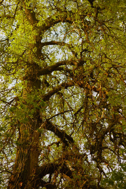 istock Spring trees in the forest at sunset 1222883007
