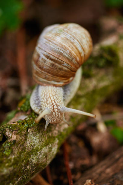 istock Closeup of a snail on a tree branch in a forest. 1222883030