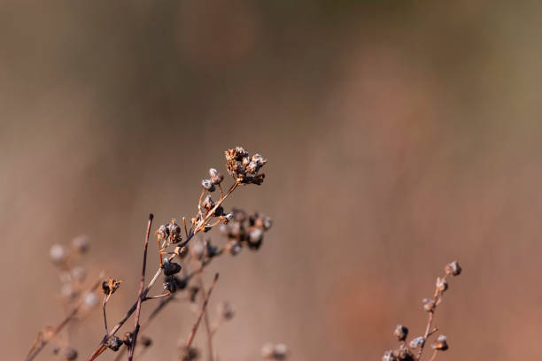 Dried meadow plant in early spring with golden sunset light