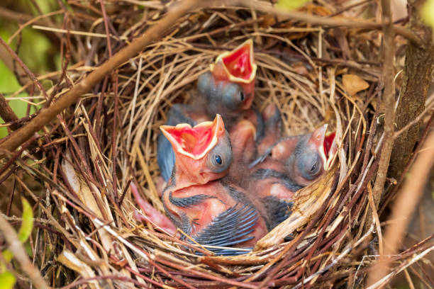 Young baby bird chicks in nest, Northern Cardinals, Cardinalis Cardinalis