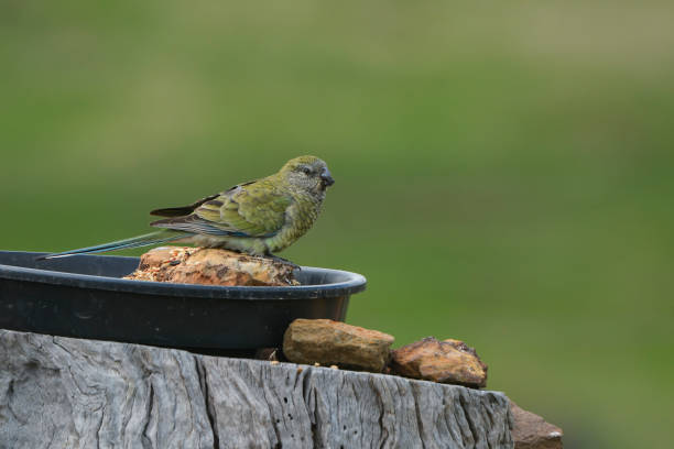 Red Rumped Parrot (Psephotus haematonotus) Female red rumped parrot perched on a feeder red rumped swallow stock pictures, royalty-free photos & images