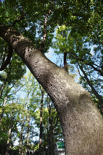 Camphor tree bark and leaves / Lauraceae evergreen tall tree